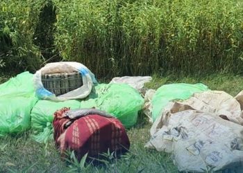 ३०२ किलो गाँजासहित एक जना पक्राउ