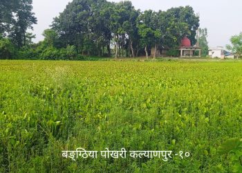 छठ पर्व नजिकिँदा पनि कल्याणपुरका ६२ पोखरी जर्जरः ९५% मा जलकुम्भी र फोहोरको साम्राज्य, लाखौँको राजस्व गुम्दा पनि जनप्रतिनिधि र अधिकृत बेखबर !